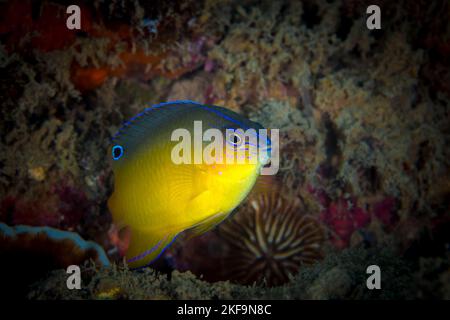 Coloratissime damsel che nuotano sopra la barriera corallina nell'Oceano pacifico Foto Stock