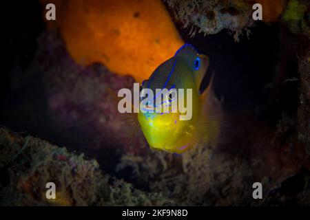 Coloratissime damsel che nuotano sopra la barriera corallina nell'Oceano pacifico Foto Stock