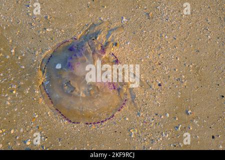 Violetta medusa closeup sulla spiaggia alla luce del sole. Vista dall'alto. Seaworld. Animali marini. Foto Stock
