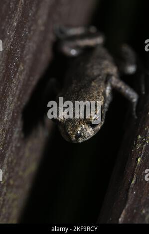 Un colpo verticale ad alto angolo di un rospo europeo (bufo) tra boschi stretti Foto Stock