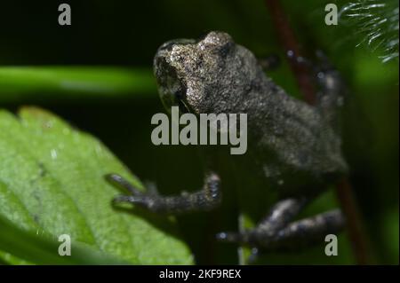 Primo piano di un rospo europeo (bufo) su una foglia verde Foto Stock