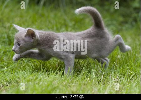 Passeggiate Oriental Longhair Kitten Foto Stock