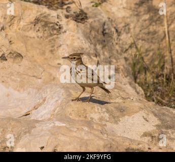 Allodola crestata Foto Stock