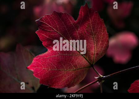 Acer foglia sfondo che ha rosso o giallo dorato foglie nel colore autunno autunno autunno a novembre, scuro e moody stock foto immagine con spazio di copia Foto Stock