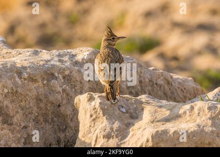 Allodola crestata Foto Stock