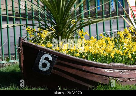 Preso il 14 marzo 2022 a Thompson Park Burnley Lancashire. Vecchia barca a remi in legno con il numero 6 sul lato. Narcisi che crescono nello scafo. Foto Stock