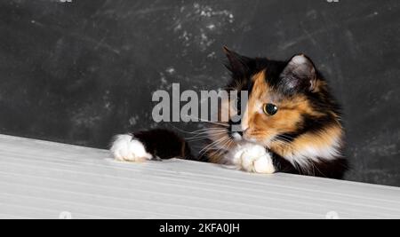Divertente curioso giovane tricolore gatto domestico guardando tavolo bianco, mettendo le zampe sul bordo del tavolo . Sfondo grigio scuro. Animali domestici adorabili e divertenti. A. Foto Stock
