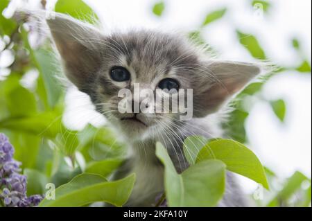 Oriental Longhair gattino Foto Stock