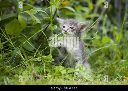 Oriental Longhair gattino Foto Stock