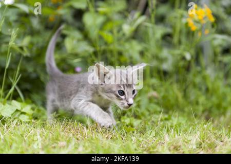 Oriental Longhair gattino Foto Stock