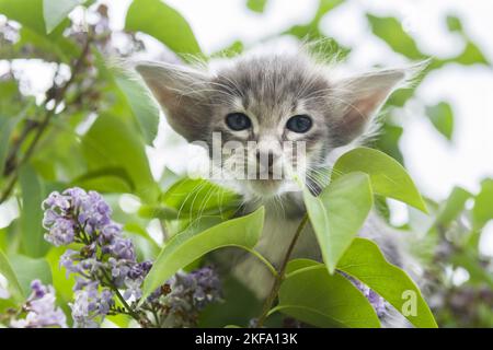 Oriental Longhair gattino Foto Stock