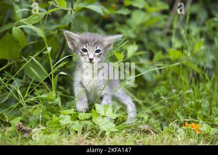 Oriental Longhair gattino Foto Stock