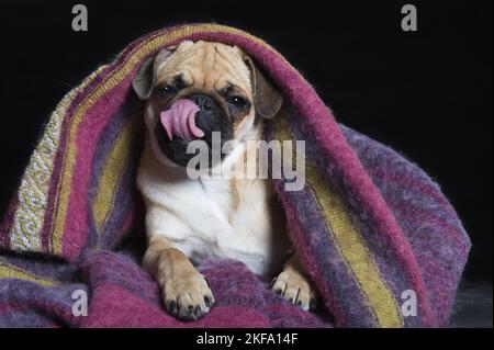 menzogne del pug Foto Stock