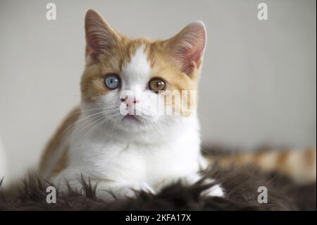 Young British Shorthair Foto Stock