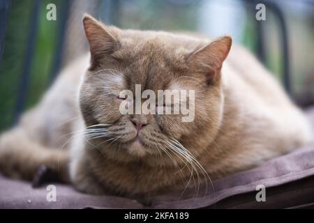 Sleeping British Shorthair Foto Stock