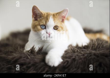 Young British Shorthair Foto Stock