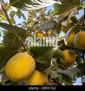 Persimmon asiatico, Diospyros kaki albero e frutta a Istanbul Foto Stock