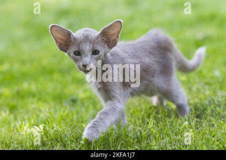 Oriental Shorthair Kitten Foto Stock