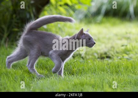 Oriental Shorthair Kitten Foto Stock