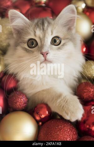 Gatto siberiano Foto Stock