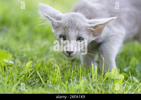 Oriental Shorthair Kitten Foto Stock
