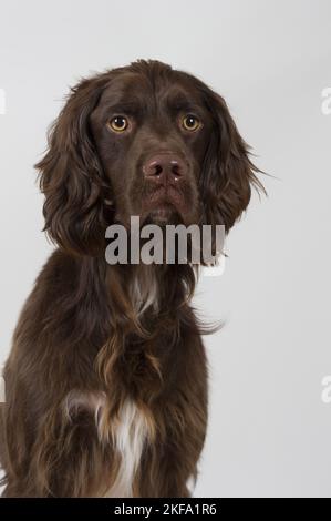 Setter-Mongrel in studio Foto Stock