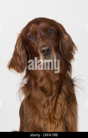 Rosso Irlandese Setter ritratto Foto Stock