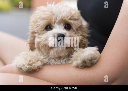 Maltipoo cucciolo Foto Stock