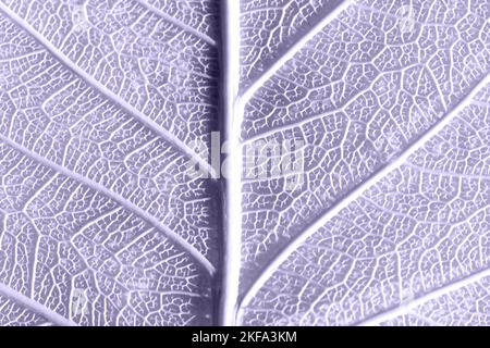 Lavanda digitale colore dell'anno 2023. Frammento di foglia di skeletion. La foto è di 2023 colori trendy. Foto Stock