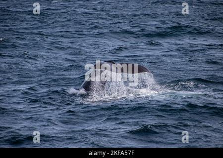 Un primo piano di una coda di balena in mare Foto Stock