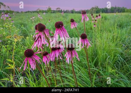 La Door County Land Trust protegge oltre 8.000 ettari di terreno nella Door County Wisconsin. 14 delle loro riserve hanno ben mantenuto e sentieri segnalati. Foto Stock