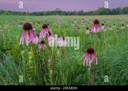 La Door County Land Trust protegge oltre 8.000 ettari di terreno nella Door County Wisconsin. 14 delle loro riserve hanno ben mantenuto e sentieri segnalati. Foto Stock