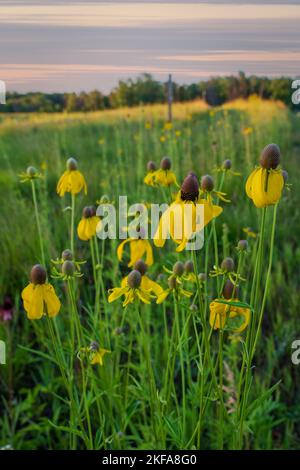 La Door County Land Trust protegge oltre 8.000 ettari di terreno nella Door County Wisconsin. 14 delle loro riserve hanno ben mantenuto e sentieri segnalati. Foto Stock