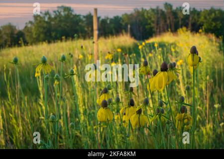 La Door County Land Trust protegge oltre 8.000 ettari di terreno nella Door County Wisconsin. 14 delle loro riserve hanno ben mantenuto e sentieri segnalati. Foto Stock