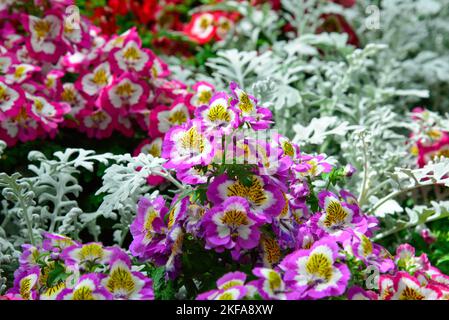 Fitzroy Gardens in un giorno di sole brillante a Melbourne, Victoria VIC, Australia Foto Stock