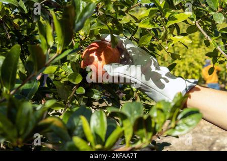 foto di melograno raccolta a mano con guanti dal ramo Foto Stock