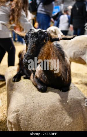Marrone e capra nera al Royal Melbourne Show, Melbourne Victoria VIC, Australia Foto Stock