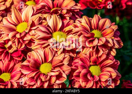 Fiori gialli rossi di sfondo crisantemi. Crisantemi rossi gialli, primo piano Foto Stock