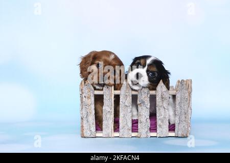 Cavalier re Charles Spaniel Puppies in una scatola Foto Stock