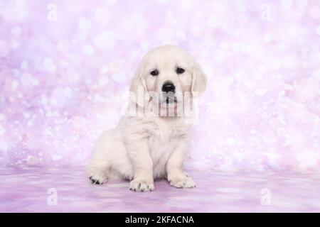 Il cucciolo di Golden Retriever Foto Stock