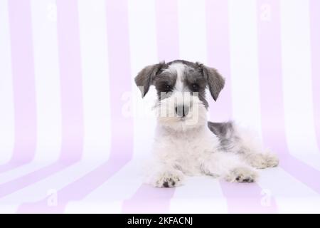 Giacente Schnauzer in miniatura Foto Stock