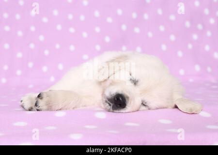 Il cucciolo di Golden Retriever Foto Stock