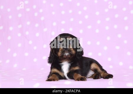 Cavalier giacente re Charles Spaniel Puppy Foto Stock