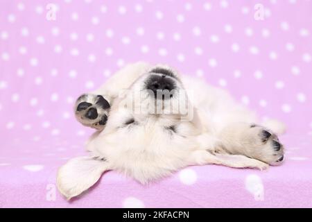 Il cucciolo di Golden Retriever Foto Stock