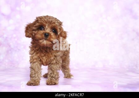 Cavapoo Puppy in piedi Foto Stock