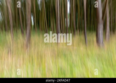 Foto astratta dell'erba e dei pini. Verde erba sfocata, con tronchi di albero sfocati da movimento intenzionale della fotocamera e panoramica verticale per creare un Foto Stock