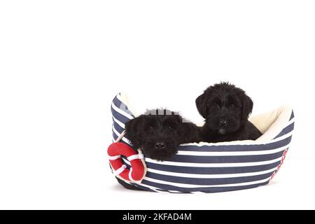 Puppies gigante Schnauzer in una barca Foto Stock