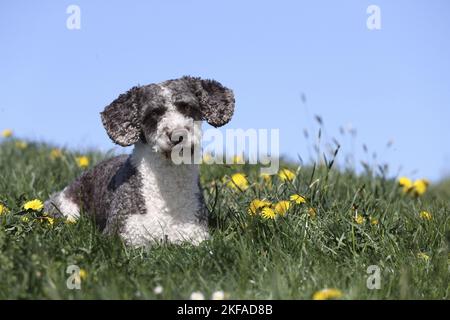 Giacente Perro de Agua Espanol Foto Stock