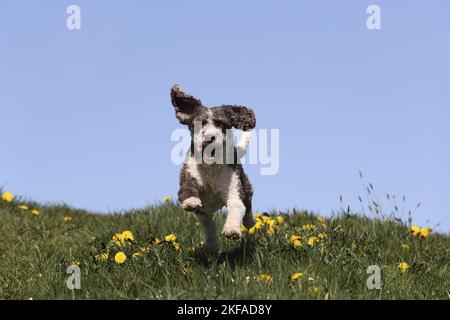 Esecuzione di Perro de Agua Espanol Foto Stock