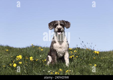 Udienza Perro de Agua Espanol Foto Stock